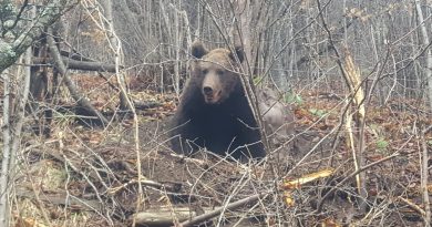 (VIDEO) BISTRIȚA: Intervenție a forțelor de ordine pentru alungarea unui urs în zona pasarelei 