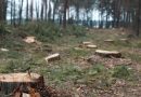 Un pădurar a încercat să mituiască șeful Gărzii Forestiere Județene Bistrița-Năsăud